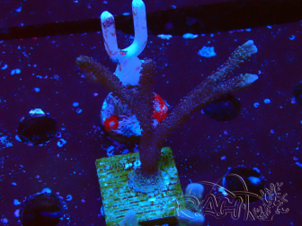 WYSIWYG Montipora Polype Violet