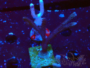WYSIWYG Montipora Polype Violet 1U1