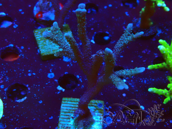 WYSIWYG Montipora Polype Violet 1U2