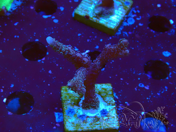 WYSIWYG Montipora Polype Violet 1U3
