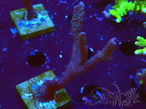 WYSIWYG Montipora Polype Violet