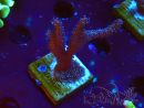 WYSIWYG Montipora Polype Violet