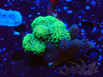 WYSIWYG - Stylophora Chimera (Pink and Green Bush/Green Fluo) 1