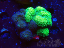 WYSIWYG - Stylophora Chimera (Pink and Green Bush/Green Fluo) 1
