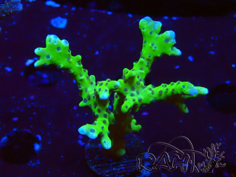 WYSIWYG - BR Grüner Goblin Anacropora