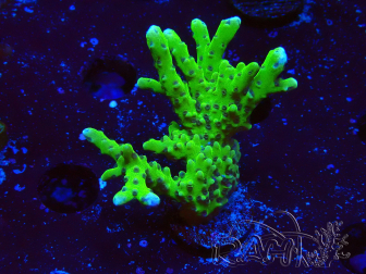 WYSIWYG - BR Green Goblin Anacropora