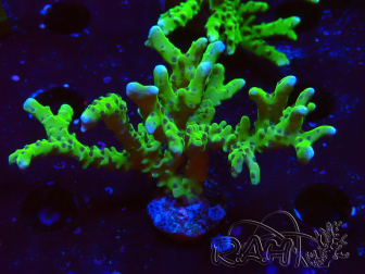 WYSIWYG - BR Green Goblin Anacropora