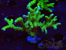 WYSIWYG - BR Green Goblin Anacropora