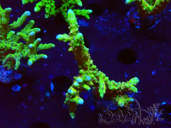 WYSIWYG - AK Goldenrod Anacropora