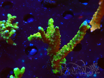WYSIWYG - AK Goldenrod Anacropora 1W6