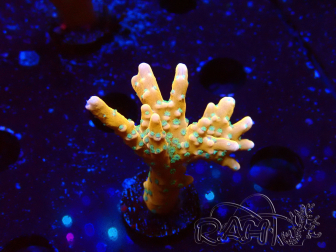 WYSIWYG - MH Tropicana Anacropora