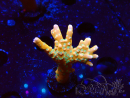 WYSIWYG - MH Tropicana Anacropora