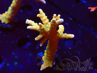 WYSIWYG - MH Tropicana Anacropora