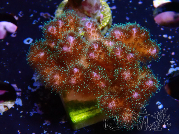 WYSIWYG Pocillopora damicornisrose 1C1