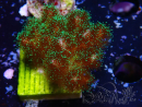 WYSIWYG Pocillopora damicormis Oro folle