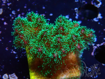 WYSIWYG Pocillopora damicornis tricolor 1E1