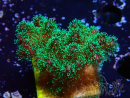 WYSIWYG Pocillopora damicornis tricolor