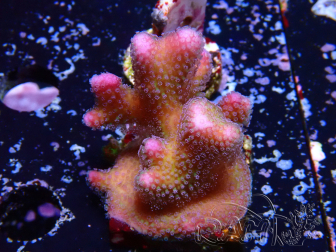 WYSIWYG Stylophora pistillata Rosa