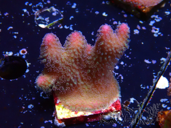 WYSIWYG Stylophora pistillata Pink 1F2