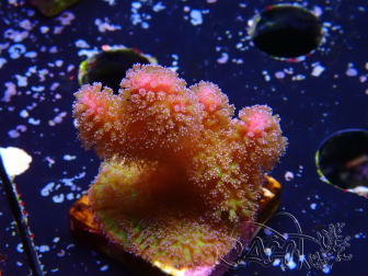 WYSIWYG - Stylophora Cespuglio Rosa e Verde