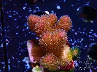WYSIWYG - Stylophora Pink and Green Bush 1G3