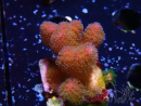 WYSIWYG - Stylophora Pink and Green Bush 1G3