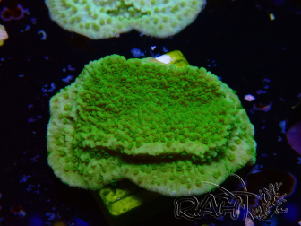 WYSIWYG Montipora Plateau Yellow/Green