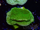 WYSIWYG Montipora Plateau Yellow/Green