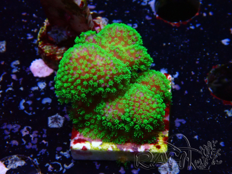 WYSIWYG Stylophora Rose fluorescent green polyps
