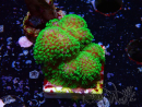 WYSIWYG Stylophora Rose fluoreszierende grüne Polypen