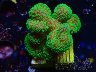 WYSIWYG Stylophora Rose polypes vert fluo 1H6