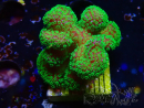 WYSIWYG Stylophora Rose with fluorescent green polyps