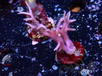 WYSIWYG Seriatopora histrix rosa