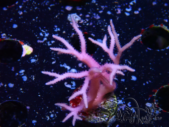 WYSIWYG Seriatopora histrix rose