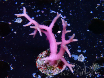 WYSIWYG Seriatopora histrix rose 1J3