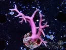 WYSIWYG Seriatopora histrix pink
