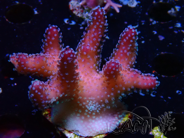 WYSIWYG Stylophora Pink Blue Polyps 1J4