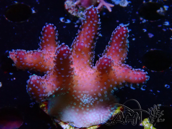 WYSIWYG Stylophora Polipi Blu Rosa