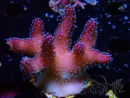 WYSIWYG Stylophora Pink Blue Polypen