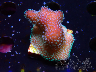 WYSIWYG Stylophora Polipos Rosa Azul