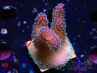 WYSIWYG Stylophora Pink Blue Polyps 1J6