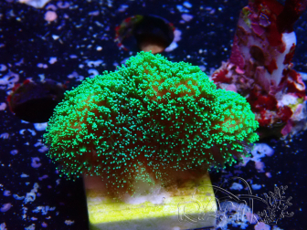 WYSIWYG Stylophora Verde Fluo