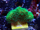 WYSIWYG Stylophora Green Fluo 1K1