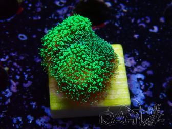 WYSIWYG Green Fluorescent Stylophora