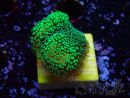 WYSIWYG Stylophora Green Fluo