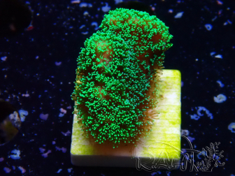 WYSIWYG Stylophora Green Fluo 1K3