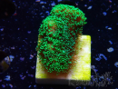 WYSIWYG Stylophora Grün Fluo