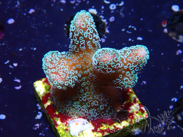 WYSIWYG RAH Stylophora Metallic Blue