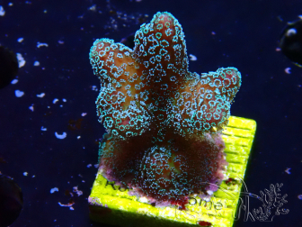 WYSIWYG RAH Stylophora Metallic Blue