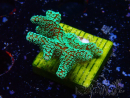 WYSIWYG Seriatopora caliendrum Verde Eléctrico